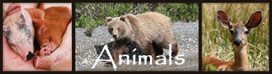 Animals